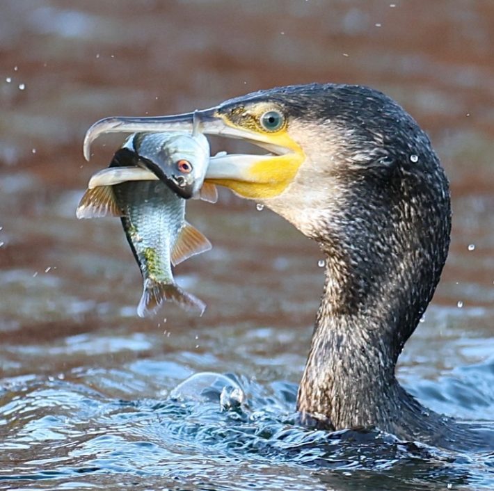 Spuštění webu a rozesílky aktualit