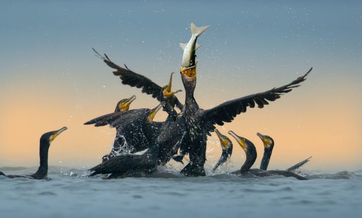 Články v médiích popisující řádění rybožravých predátorů